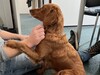 Hund kuschelt mit Mensch