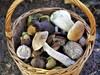 Pilze in einem Korb (Ivabalk /Pixabay)