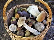 Pilze in einem Korb (Ivabalk /Pixabay)