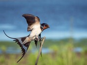 Schwalbe im Flug