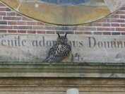 Uhu an der Bonifatius-Kirche Lingen
