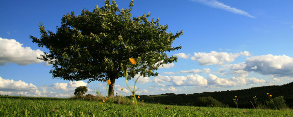 Einzelner Baum auf Wiese